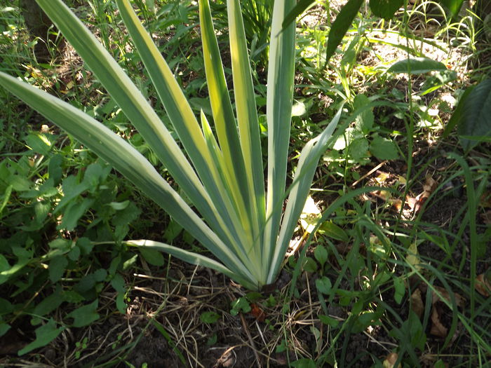 Intermedia Variegata - Irisi