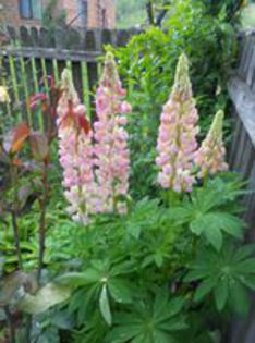 lupin- orice culoare