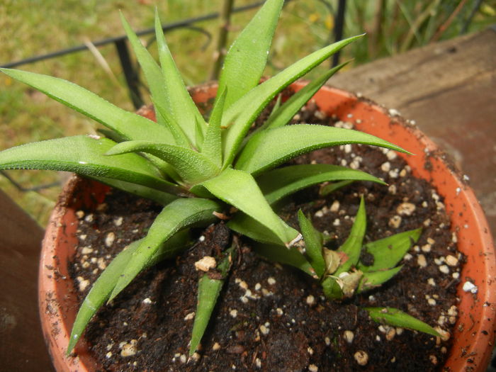Haworthia angustifolia (2014, Oct.02)