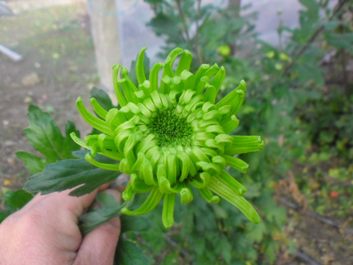 SAM_2386 - Butasi crizantema fideluta verde