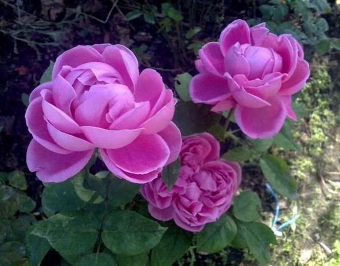 nec f parfumat  vandut - Vanzare trandafiri primavara 2015