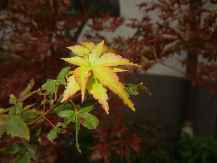 Acer palmatum Katsura (2014, Oct.26) - Acer palmatum Katsura