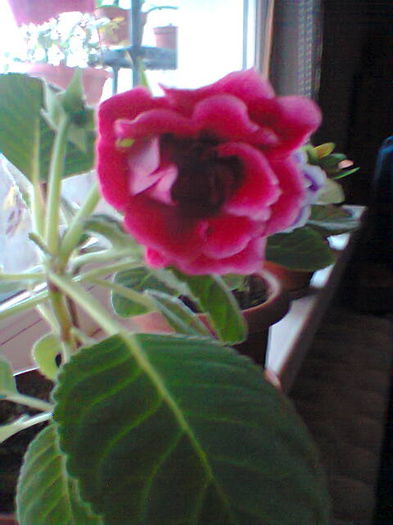 Gloxinia 30.10.2014 - Gloxini 2012-2024