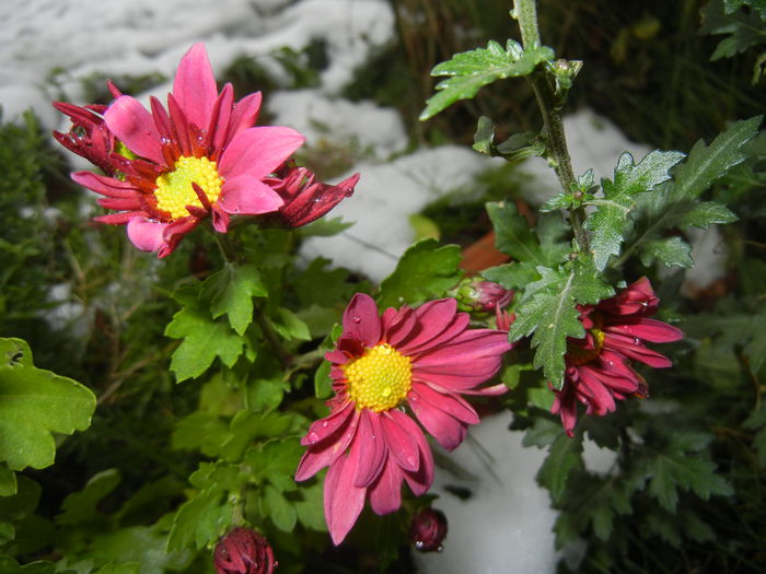 Purple & Yellow Chrysanth (2014, Oct.26) - Purple Yellow Chrysanthemum