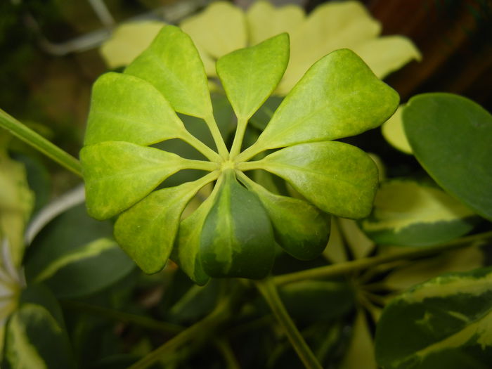 Schefflera Variegata (2014, May 30)