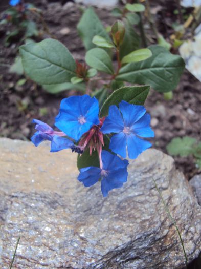 ceratostigma plumboginoides- multumesc! - Gradina in noiembrie