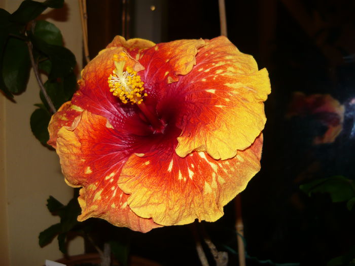 030 - 0 A hibiscus 2014
