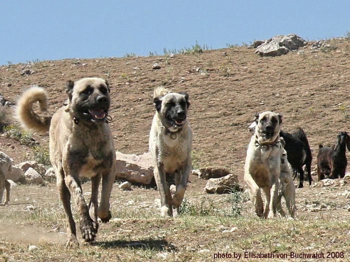 Ciobanesti de Anatolia-Kangal-8x - Rase de oi si capre-Poze deosebite 2