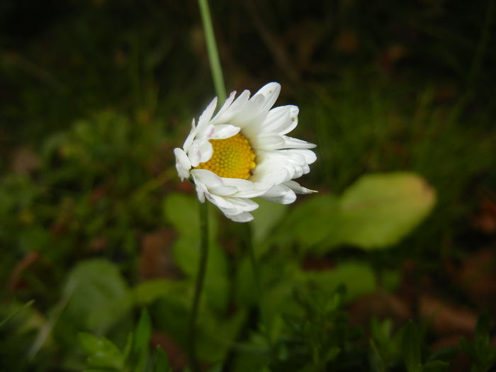 Bellis perennis (2014, November 02)