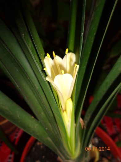 clivia - Crini