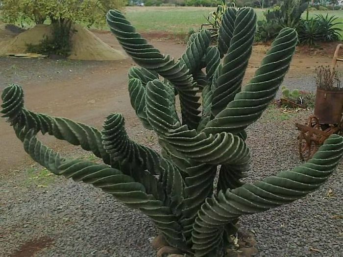 Cereus peruvianus spiralis - ao-alte seminte rare