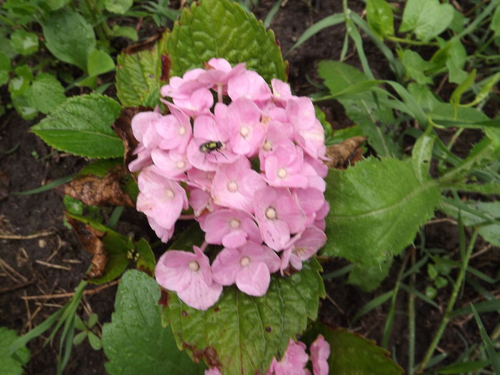 Hortensia - Flori amestec