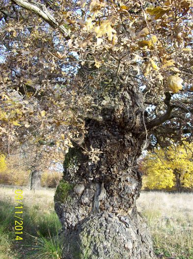 100_8000 - SIGHISOARA REZERVATIA NATURALA  PLATOUL BREITE