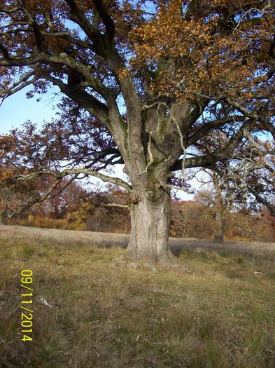 100_8009 - SIGHISOARA REZERVATIA NATURALA  PLATOUL BREITE