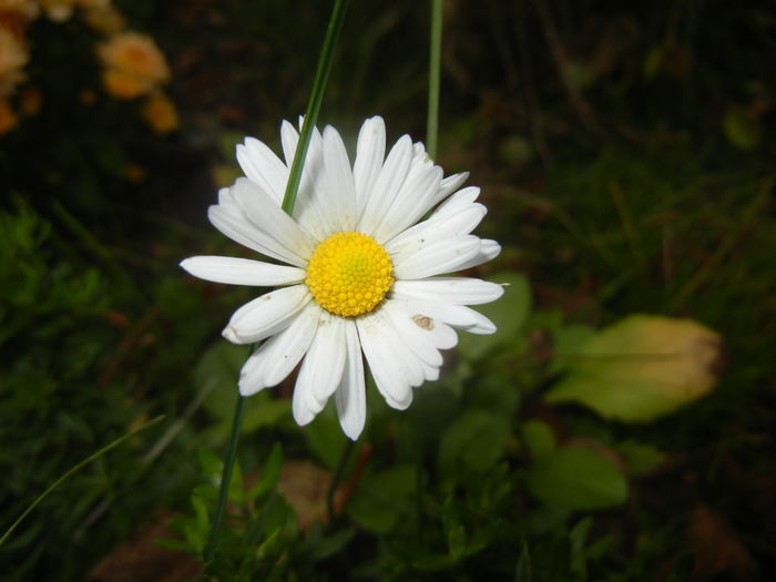 Bellis perennis (2014, November 09)