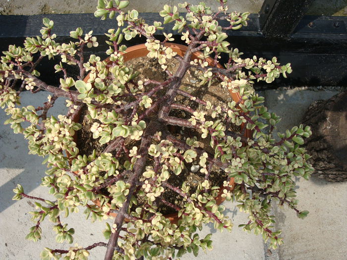 Portulacaria afra f. variegata H.Jacobsen 1955.; Denumire sinonima cu Portulacaria Jacquin 1786 Origine; Africii de Sud de la Capul de Est, spre nord în KwaZulu-Natal, Swaziland, Mpumalanga și provincia Limpopo, precum și Mozambic.
