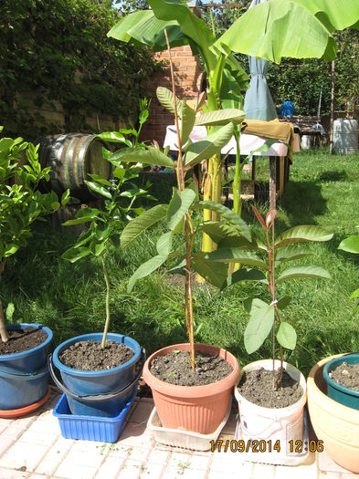 In mijloc 2 plante de guava.