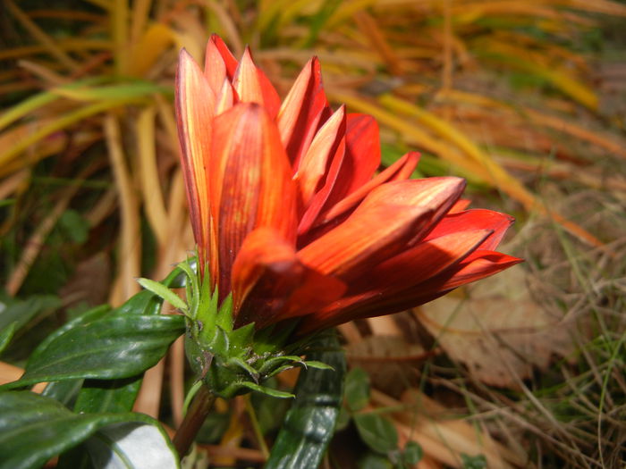 Gazania_Treasure Flower (2014, Nov.09) - GAZANIA_Treasure Flower