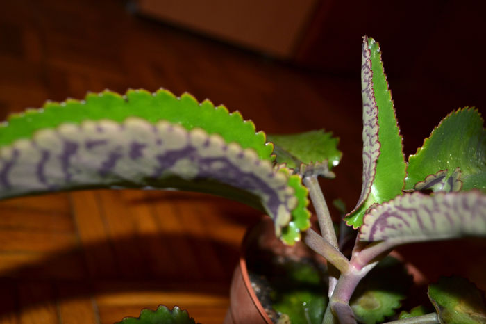 kalanchoe daigremontiana 1