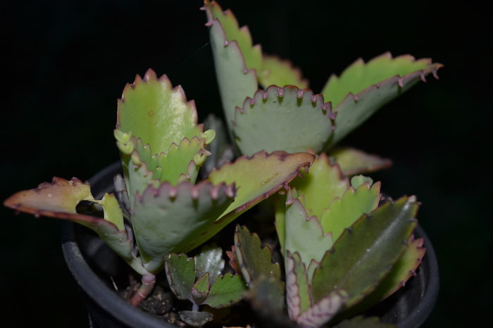 kalanchoe diagremontiana 2