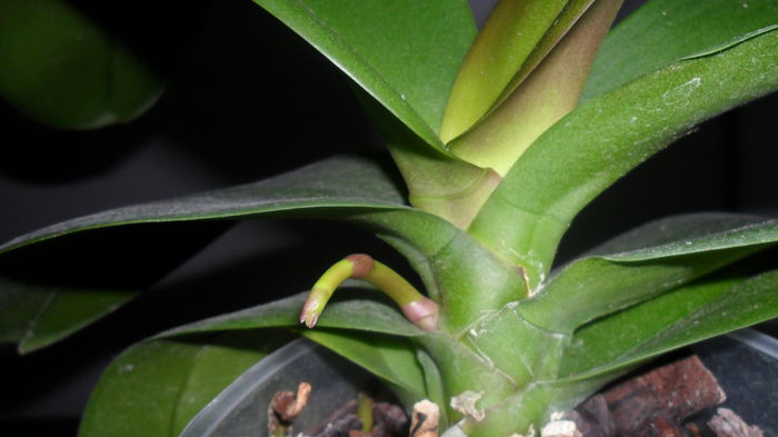 SAM_2512 - phalaenopsis