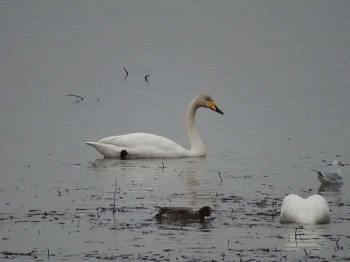 Lebăda de iarnă; Cygnus cygnus
