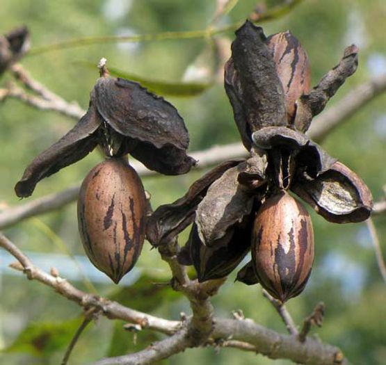 Carya illinoinensis