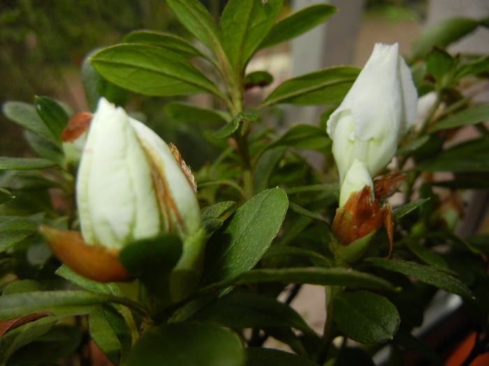 White Azalea (2014, November 09)