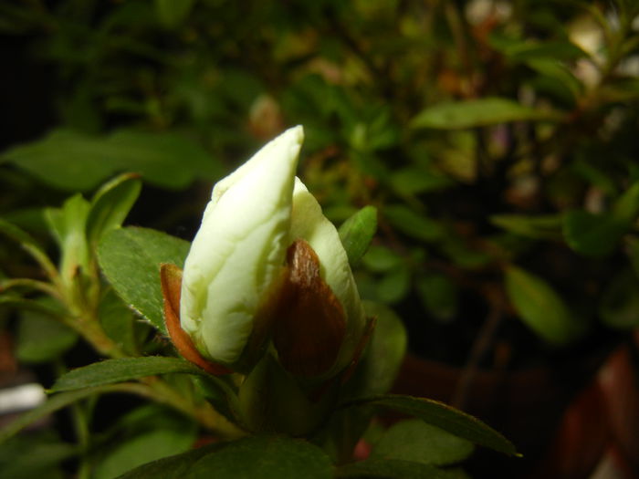 White Azalea (2014, November 09)