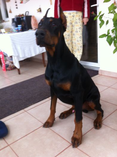 image - DOBERMANN DON DRAGON BLACKMAGIC  ANGEL