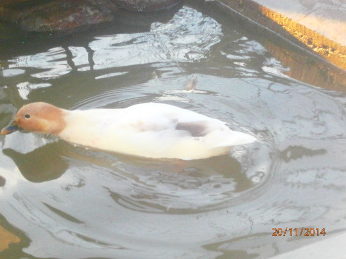 DE VANZARE - Rate Pitice Caal Duck