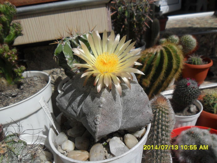 SAM_6696 - cactusi