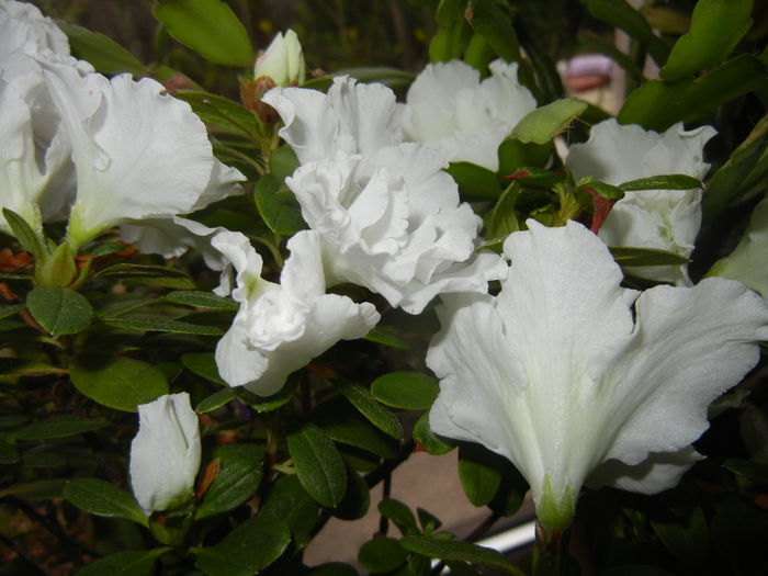 White Azalea (2014, November 23) - Azalea White