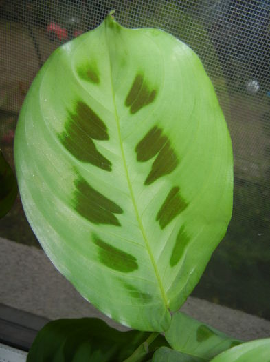 Maranta Kerchoveana (2014, Nov.20)