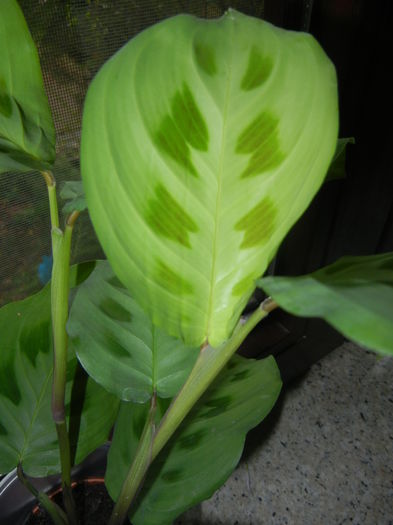 Maranta Kerchoveana (2014, Nov.20)