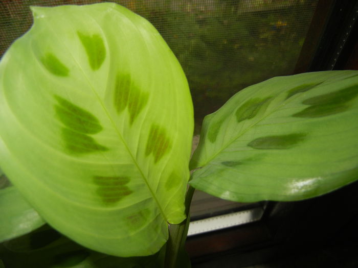 Maranta Kerchoveana (2014, Nov.20)