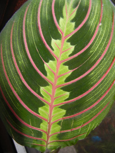 Maranta Erythroneura (2014, Nov.20) - Maranta leuconera Erythroneura