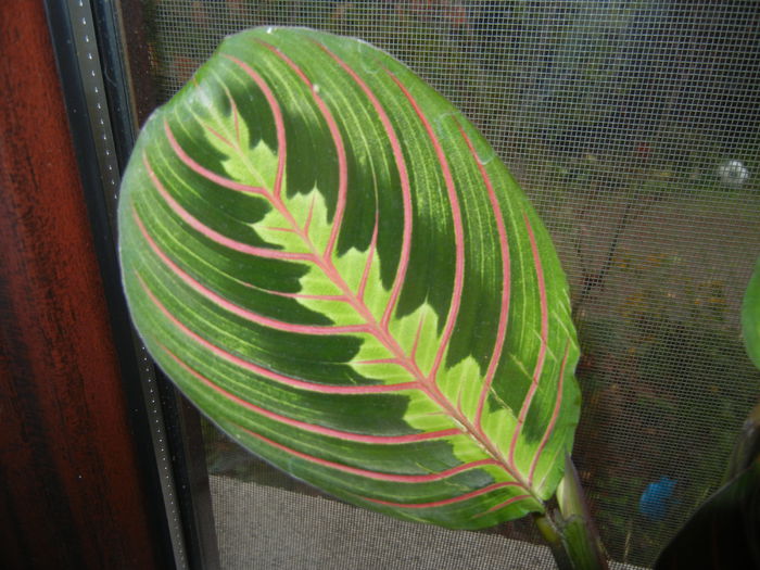 Maranta Erythroneura (2014, Nov.20)