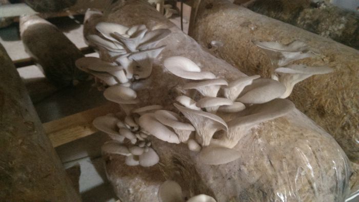 IMAG0764 - Ciuperci pleurotus