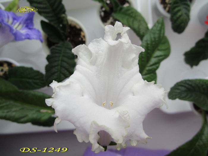DS-1249 2(19-XI-2014) - Streptocarpusi 2014