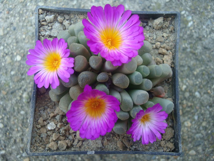 Frithia pulchra    N.E.Br .1926