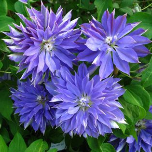 clematis teshio