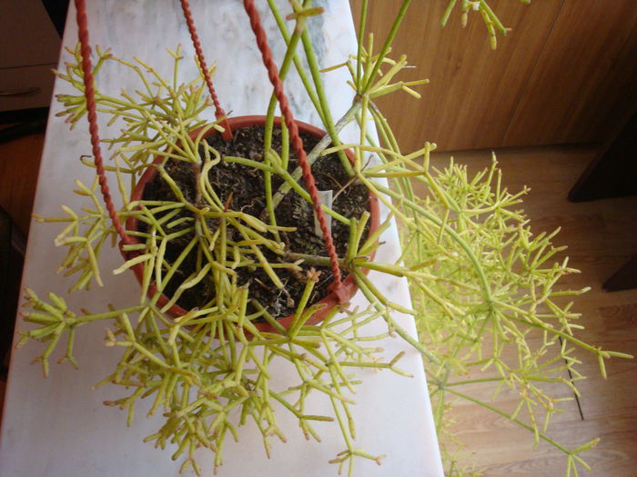 Rhipsalis cereuscula   Haw.1830; Origine; America de Sud (Argentina, Bolivia,  Brazilia,  Paraguay,  Uruguay)
