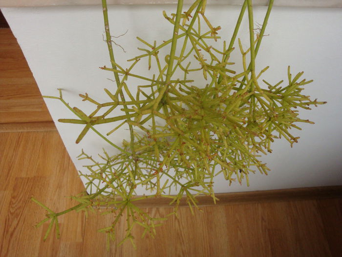 Rhipsalis cereuscula  Haw.1830; Origine; America de Sud (Argentina, Bolivia,  Brazilia,  Paraguay,  Uruguay)
