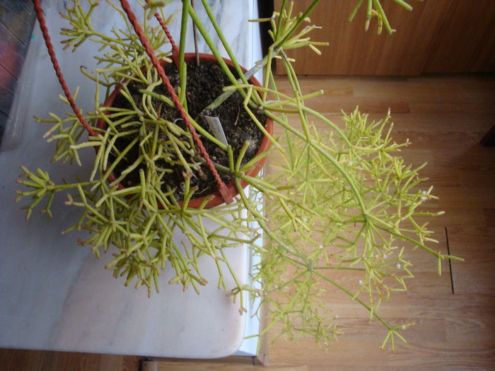 Rhipsalis cereuscula Haw.1830; Origine; America de Sud (Argentina, Bolivia, Brazilia, Paraguay, Uruguay)
