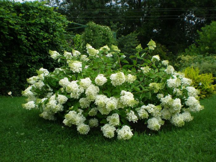 hydrangea-grandiflora