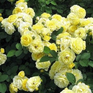 golden border(comtesse du barry) - l colectie trandafiri