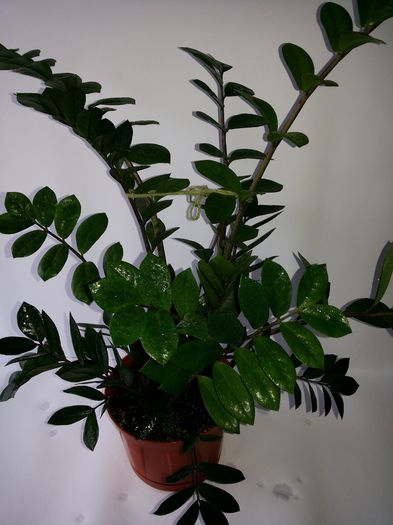 235 Zamioculcas Zamiifolia - Suculente - 2014