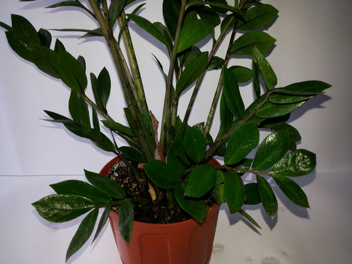 240 Zamioculcas Zamiifolia - Suculente - 2014