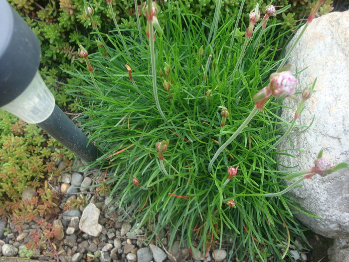 Armeria maritima    (Mill.) Willd. 1809